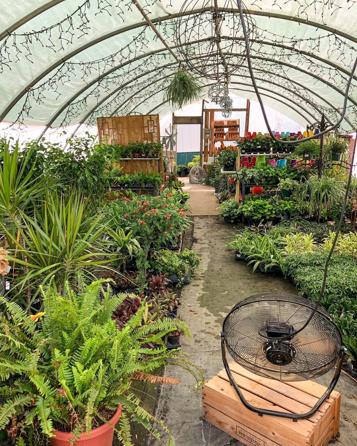 $75 Gift Certificate - Trees or Shrubs