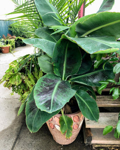 $75 Certificate good for Trees or Shrubs