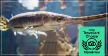 Load image into Gallery viewer, Admission Adult Passes
