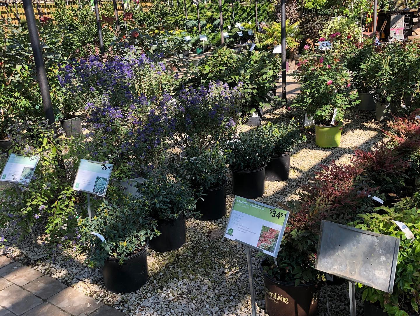 $75 Gift Certificate - Trees or Shrubs