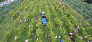 Tour & Wine Tasting for 4 People